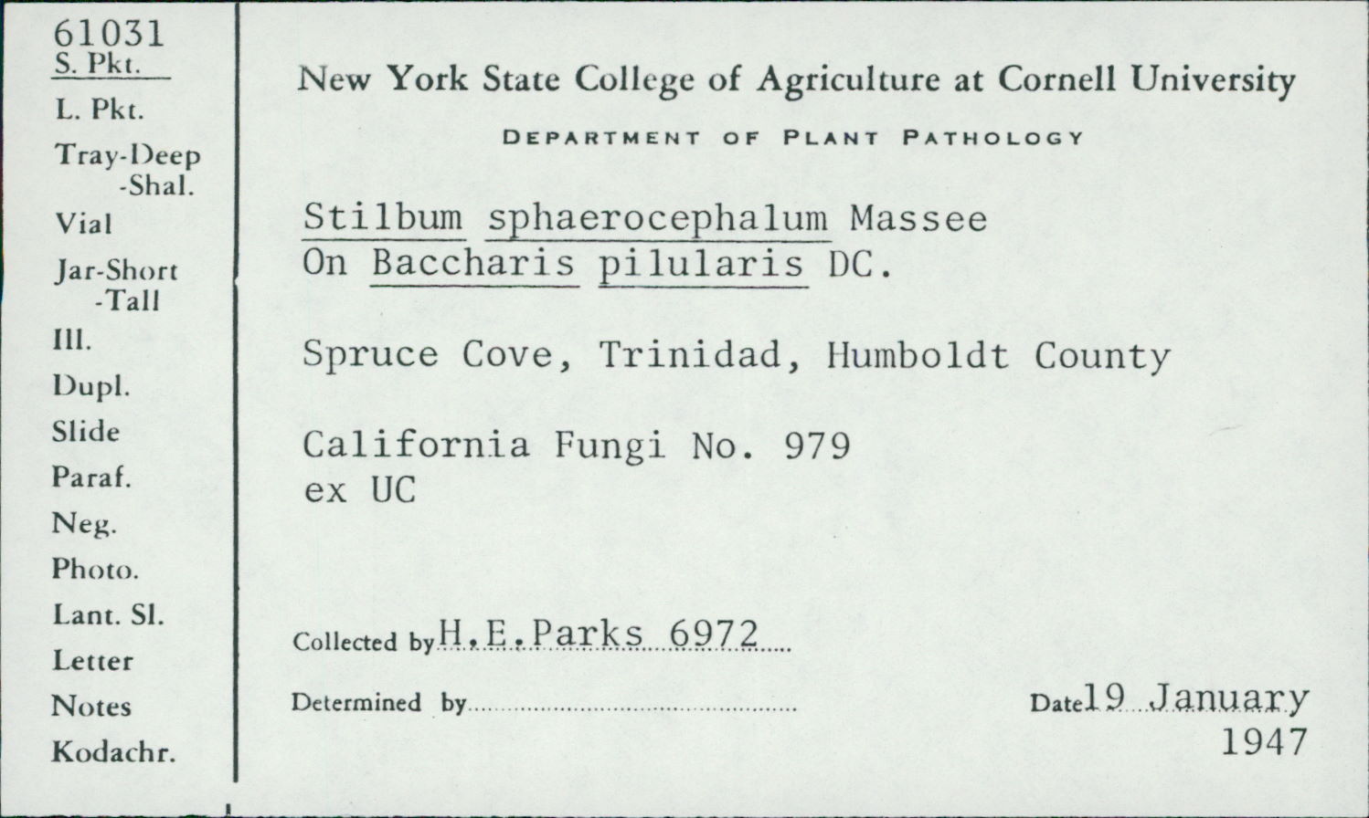 Stilbum sphaerocephalum image