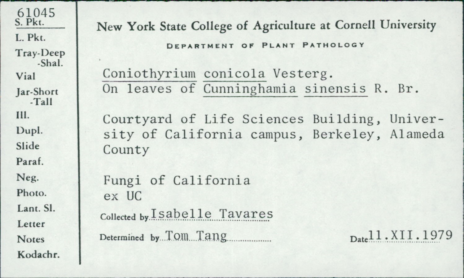 Coniothyrium conicola image