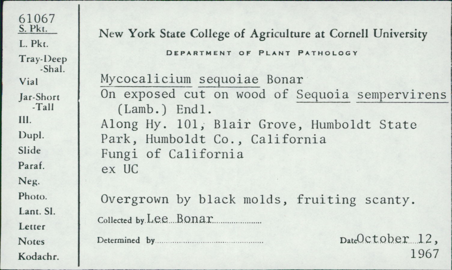 Mycocalicium sequoiae image