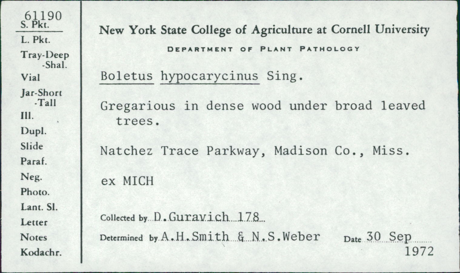 Boletus hypocarycinus image