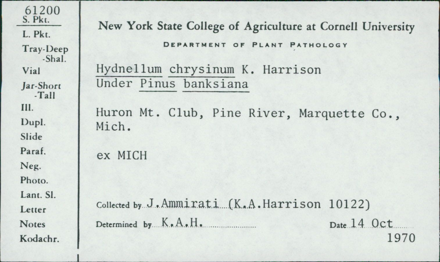Hydnellum chrysinum image