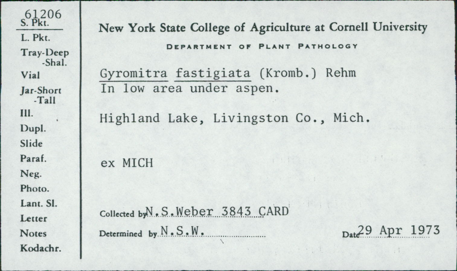 Gyromitra fastigiata image