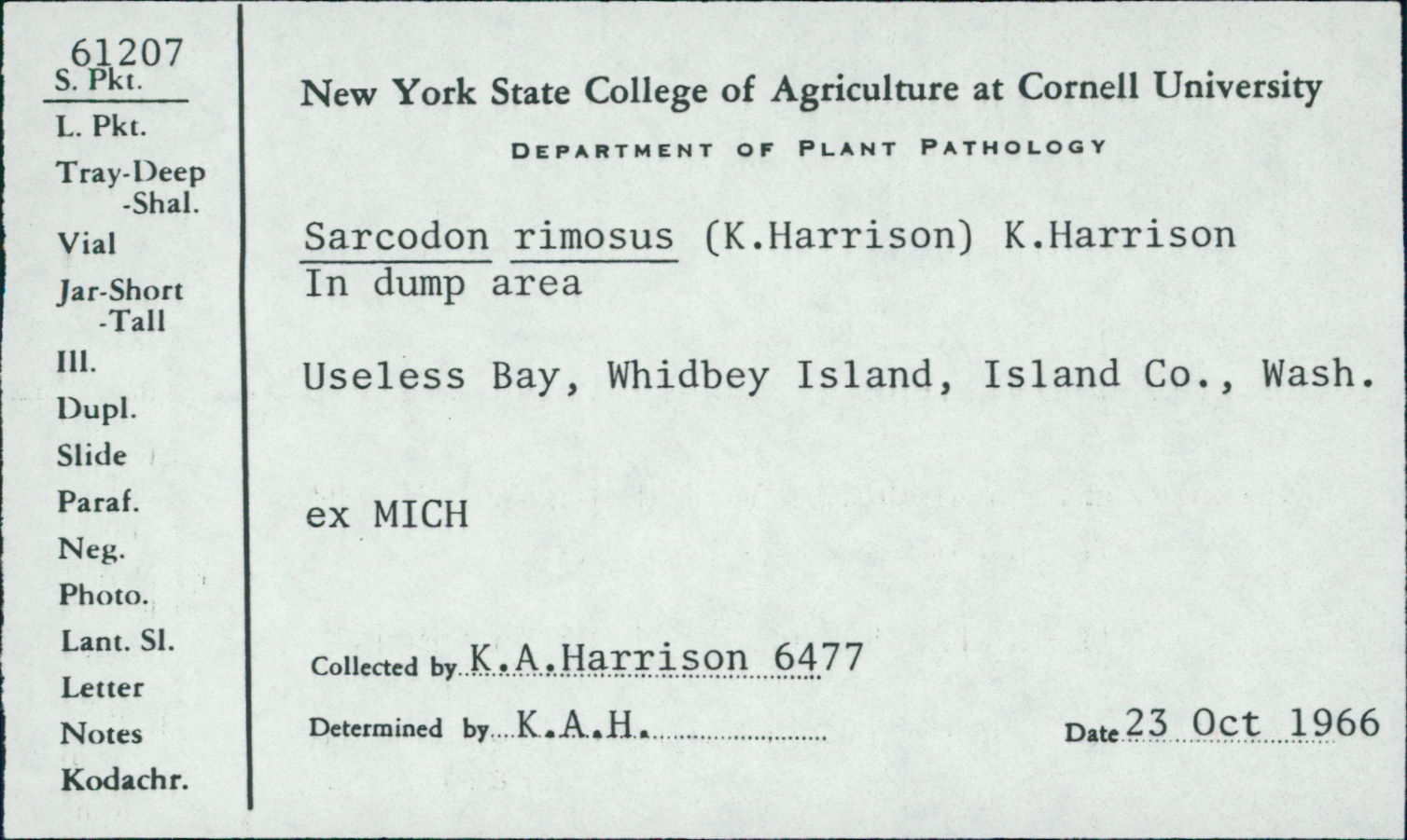 Sarcodon rimosus image