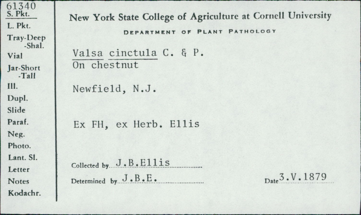Winterella cinctula image