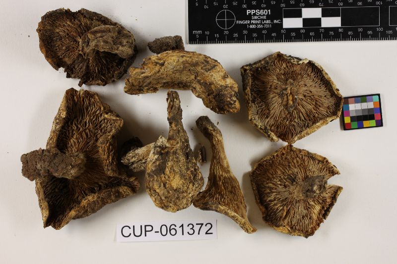 Lactarius barrowsii image