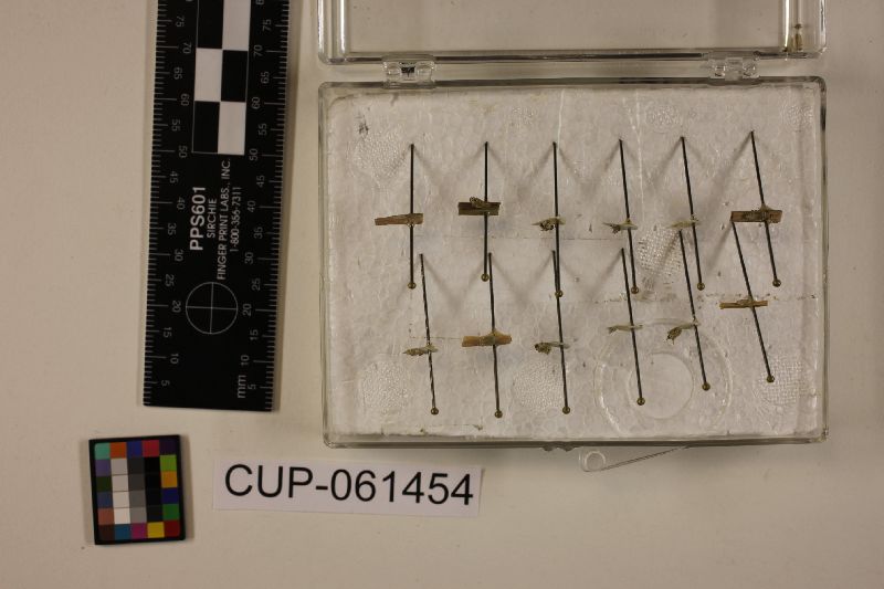 Metarhizium flavoviride image