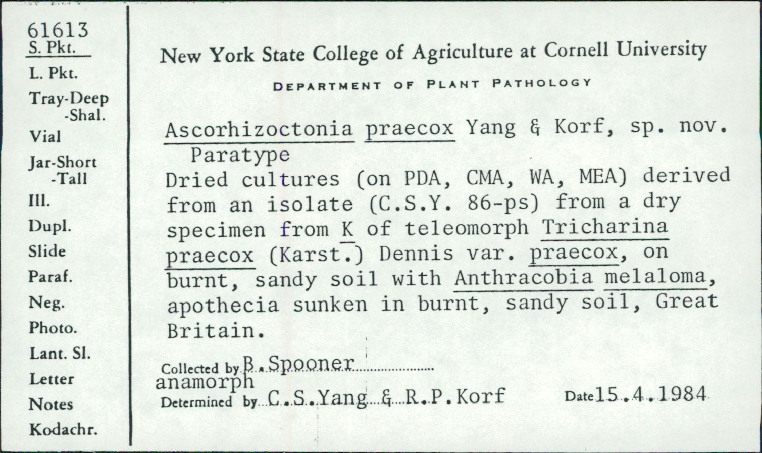 Ascorhizoctonia praecox image