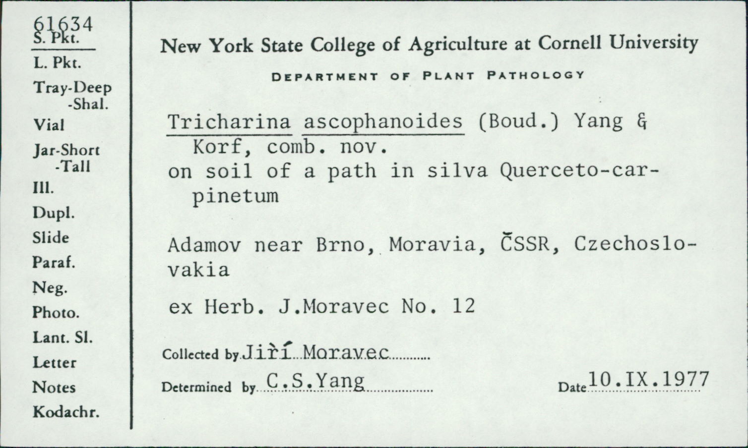 Tricharina ascophanoides image
