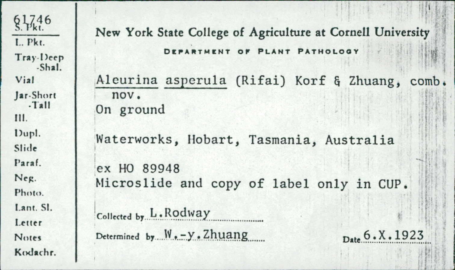 Aleurina asperula image
