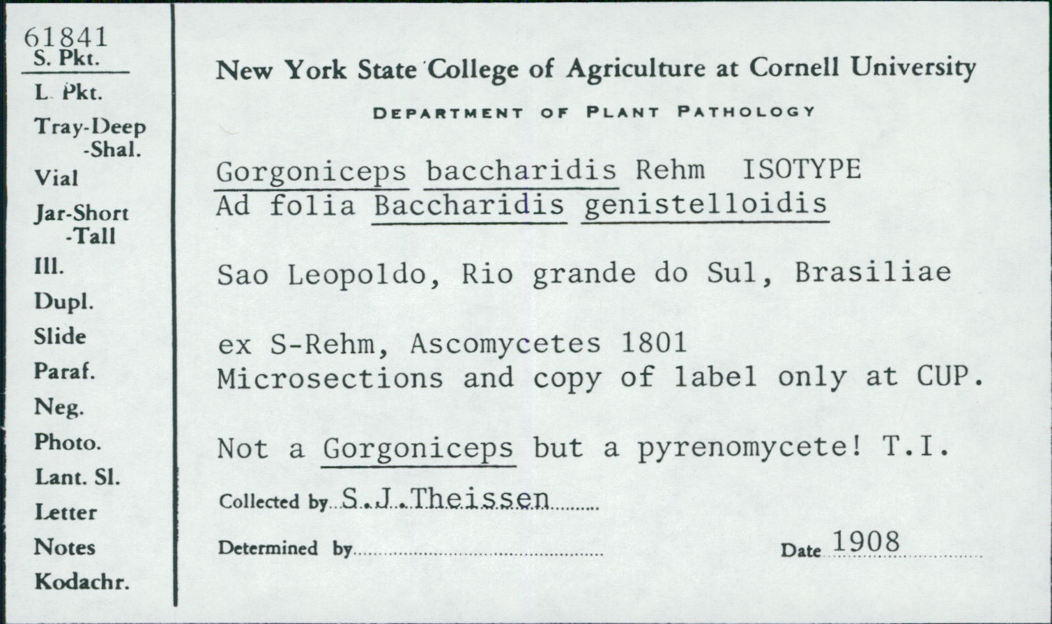 Gorgoniceps baccharidis image