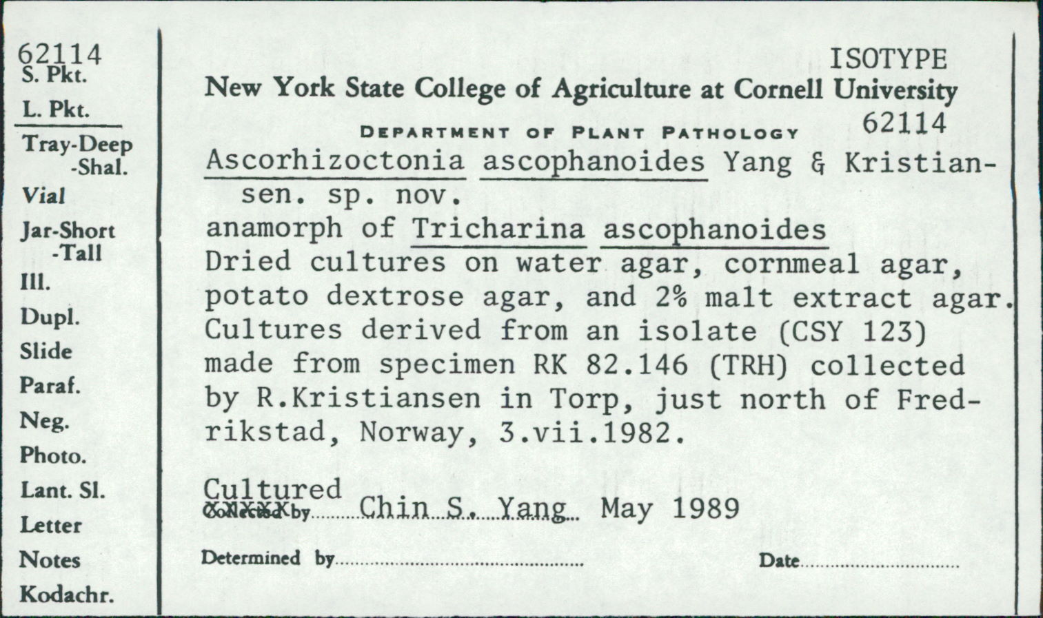 Tricharina ascophanoides image