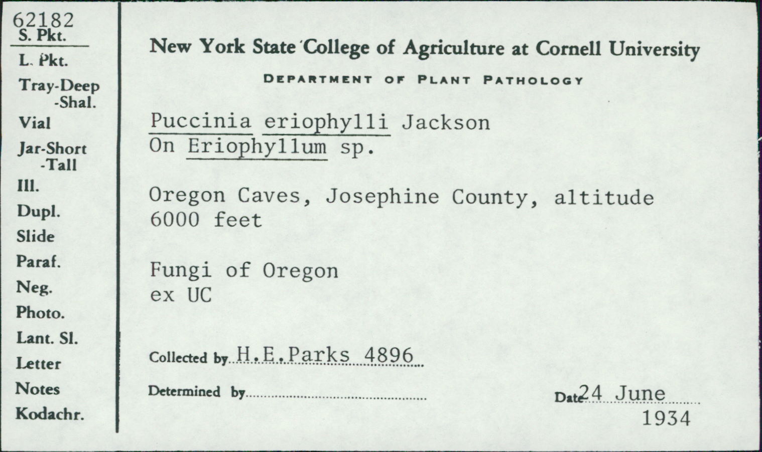Puccinia eriophylli image