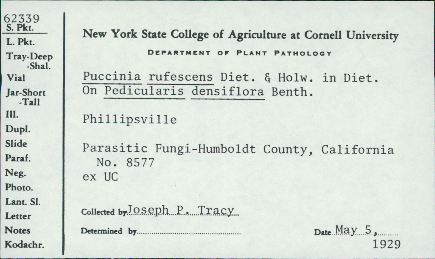 Puccinia rufescens image