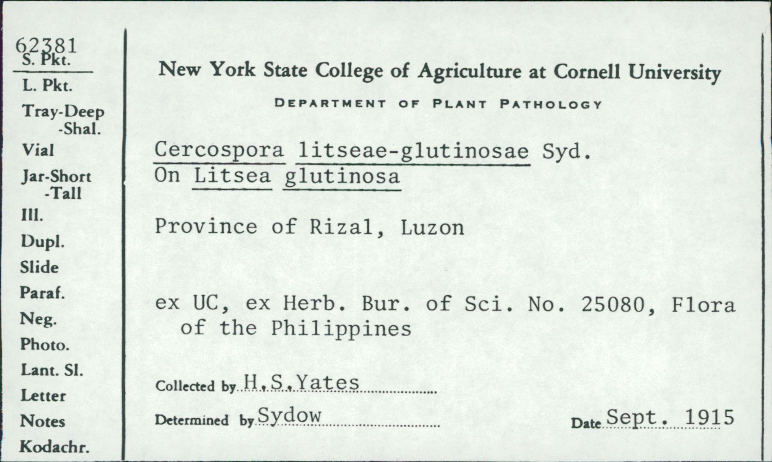 Cercospora litseae-glutinosae image