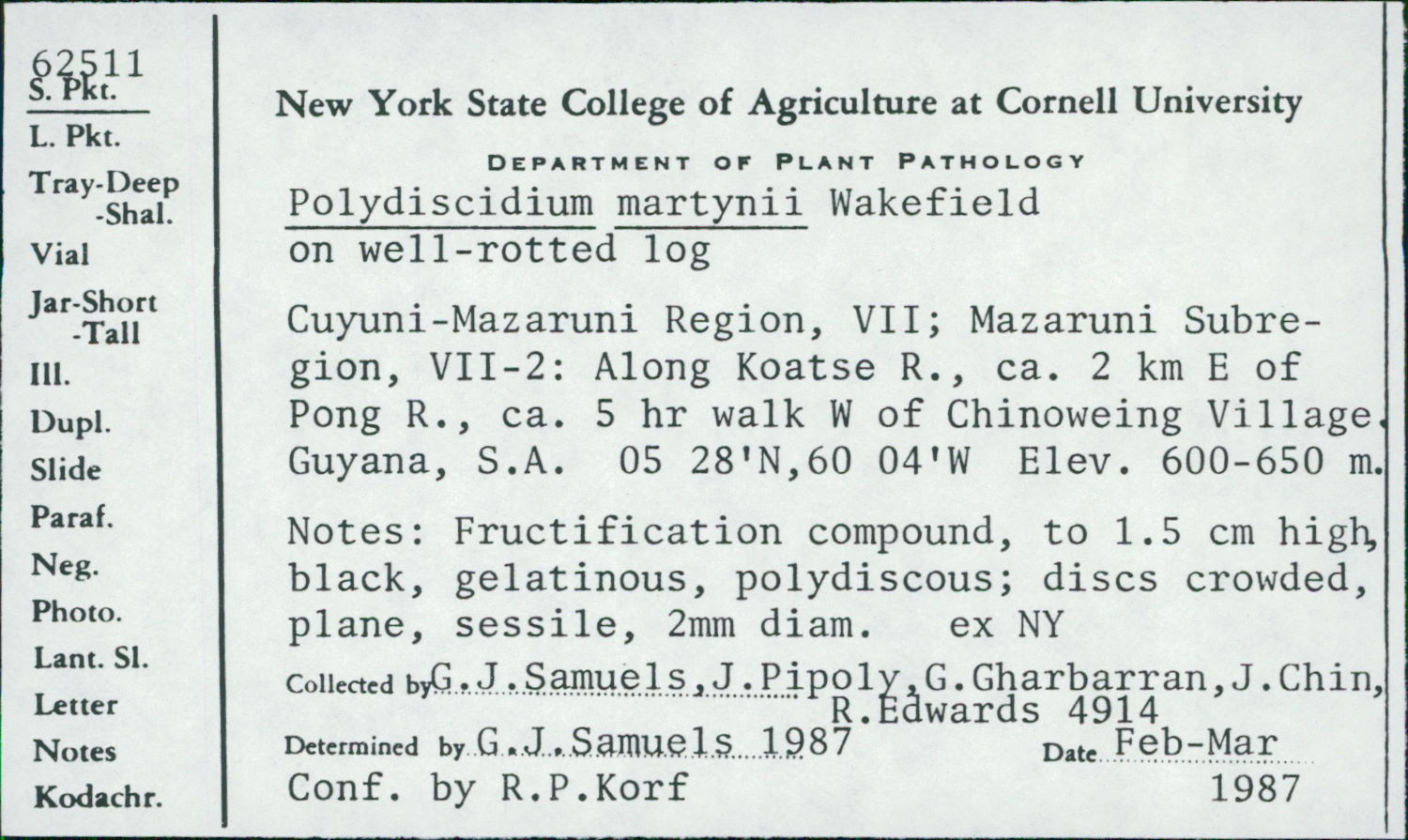 Polydiscidium martynii image