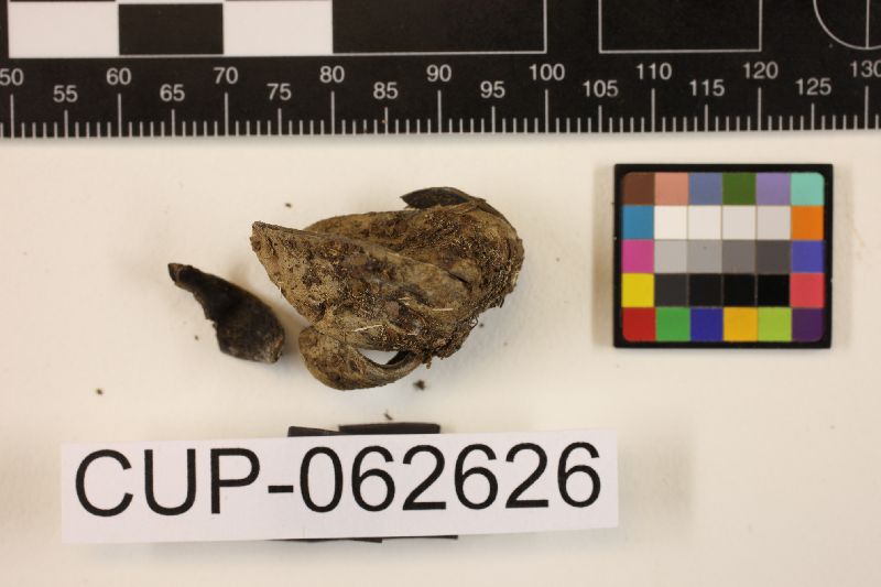 Gelatinipulvinella image