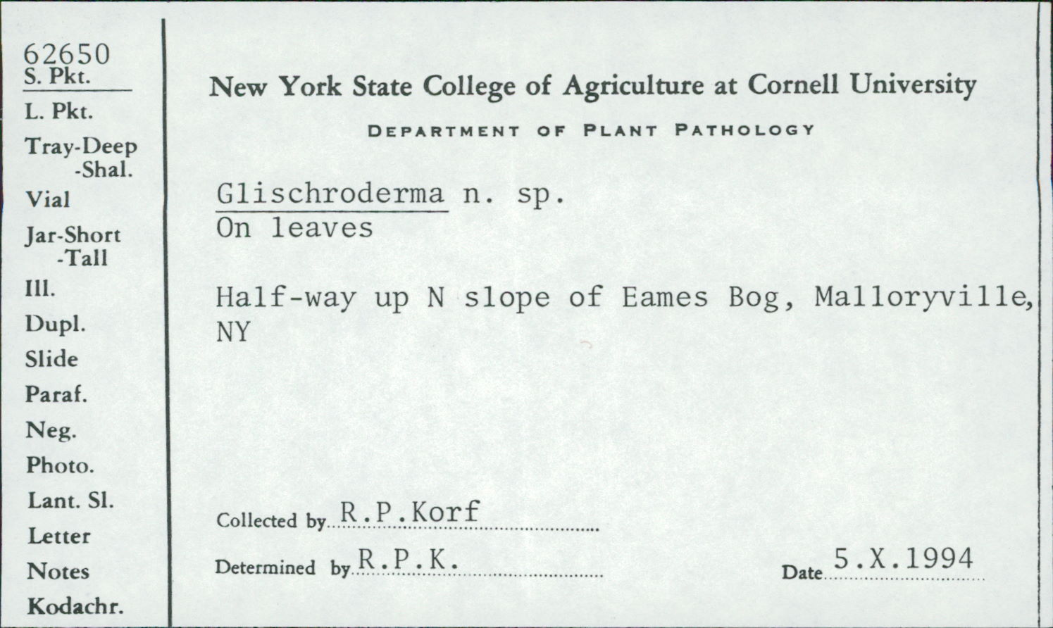 Glischroderma image
