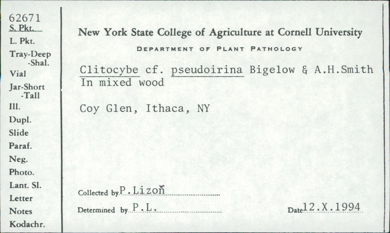 Clitocybe pseudoirina image