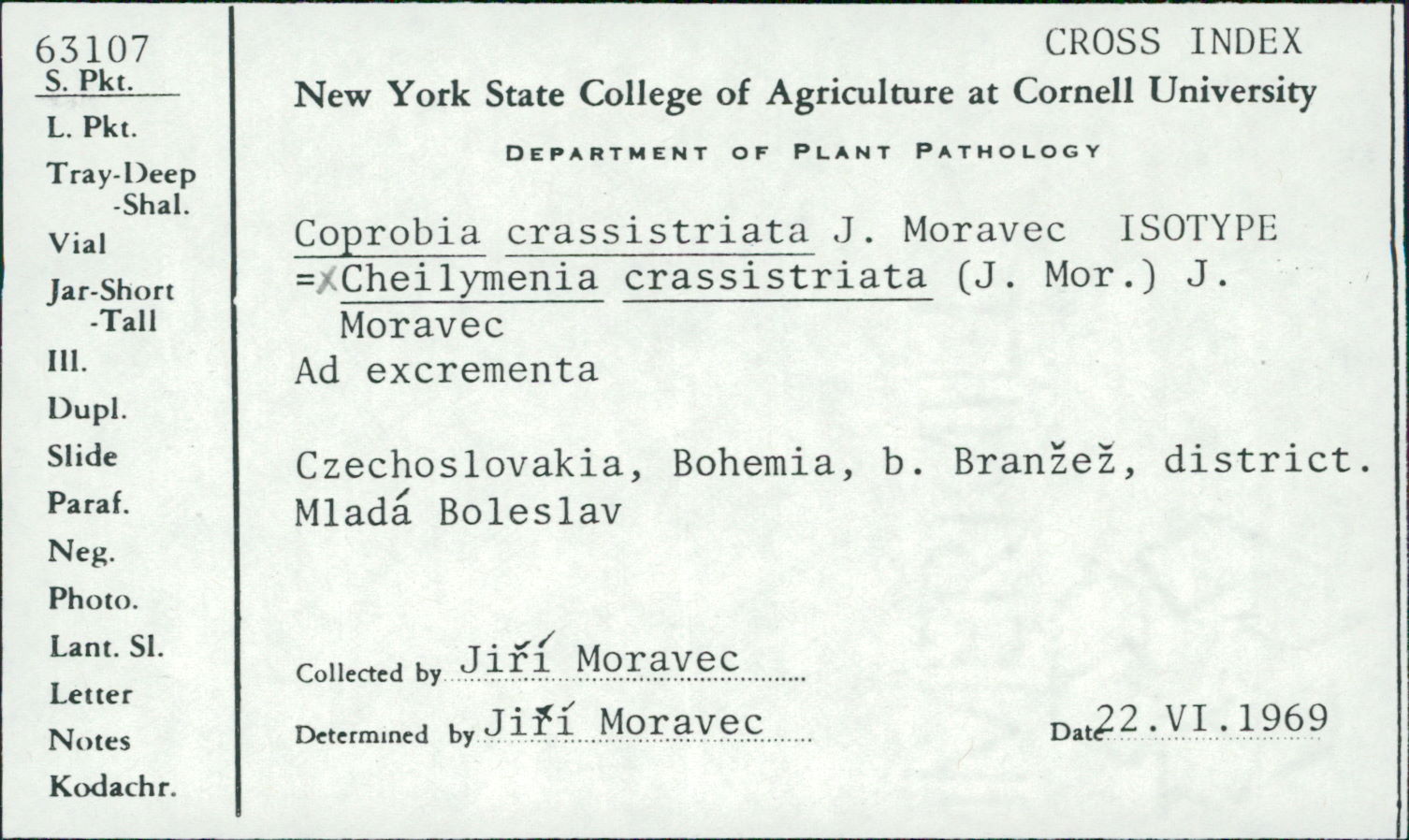 Cheilymenia crassistriata image