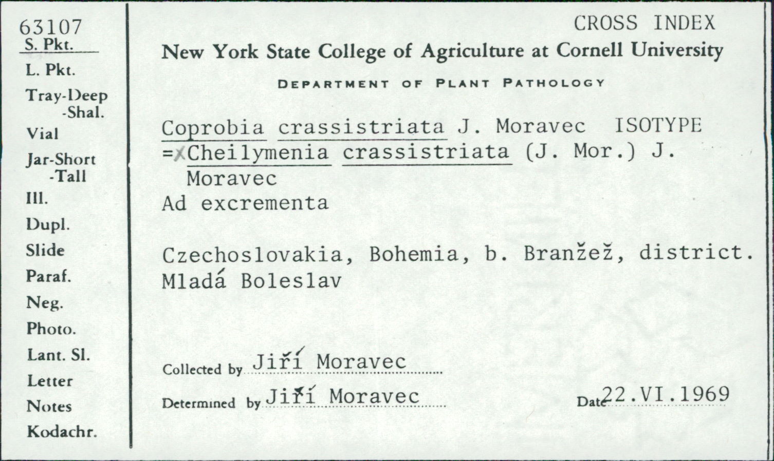 Cheilymenia crassistriata image