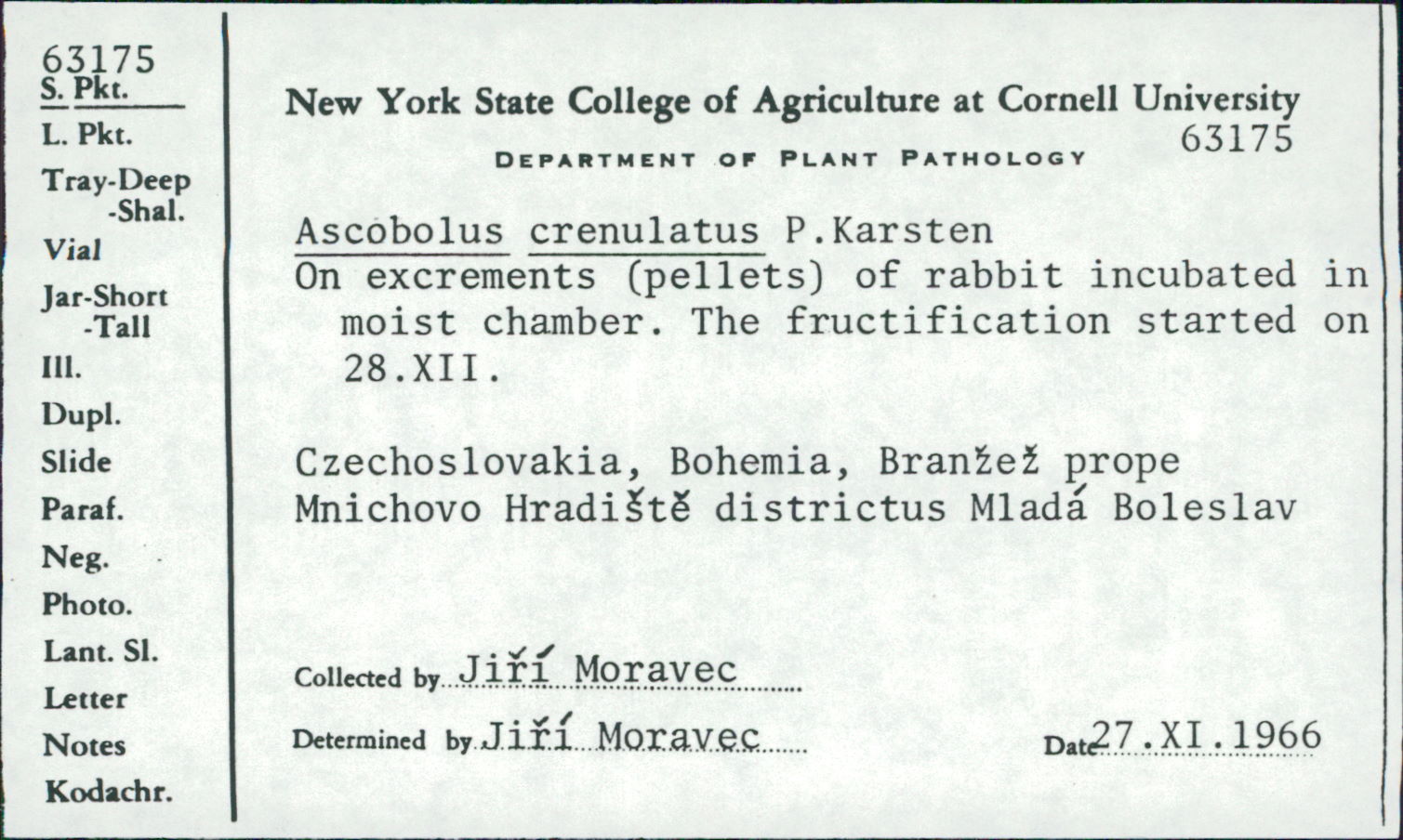Ascobolus crenulatus image