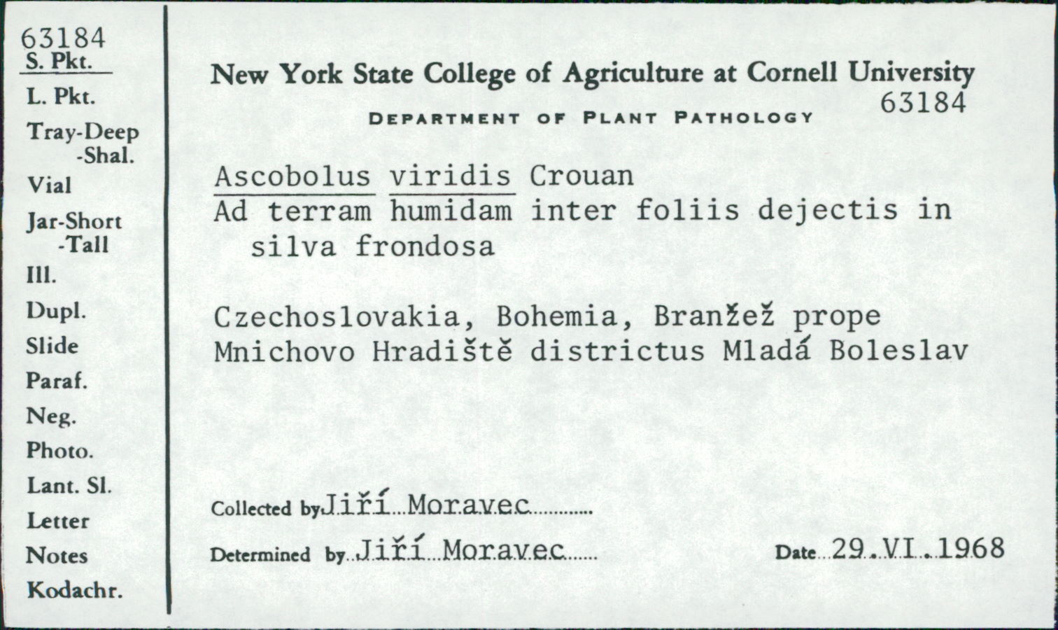 Ascobolus viridis image