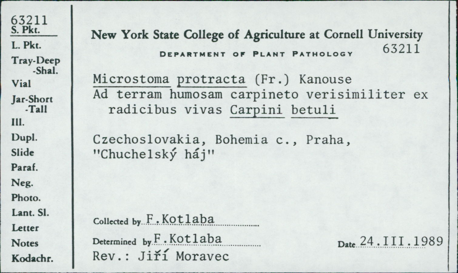 Microstoma protracta image