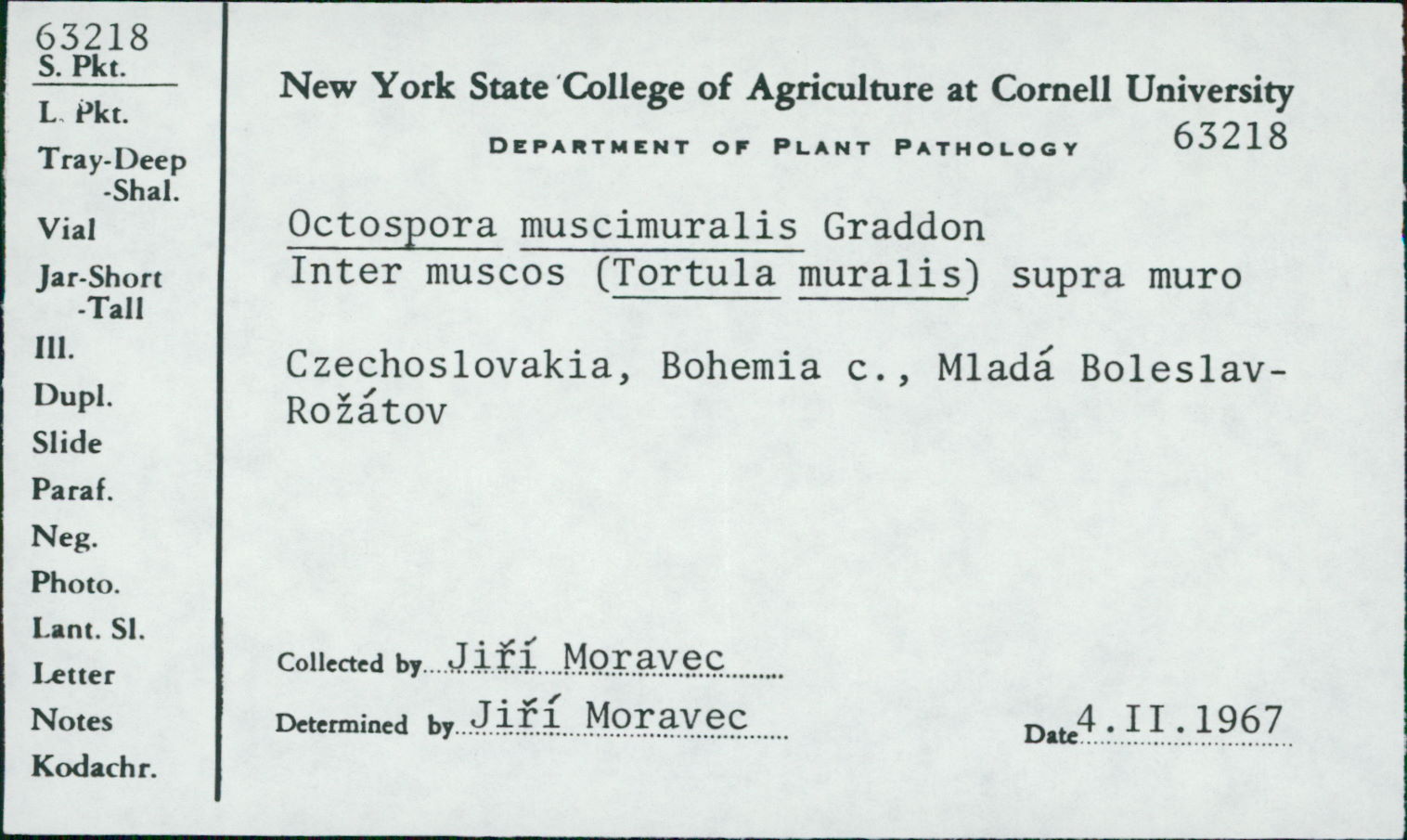 Octospora musci-muralis image