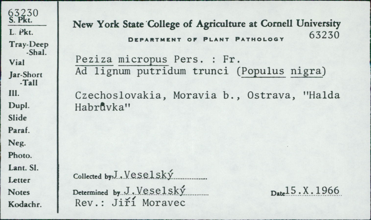 Peziza micropus image