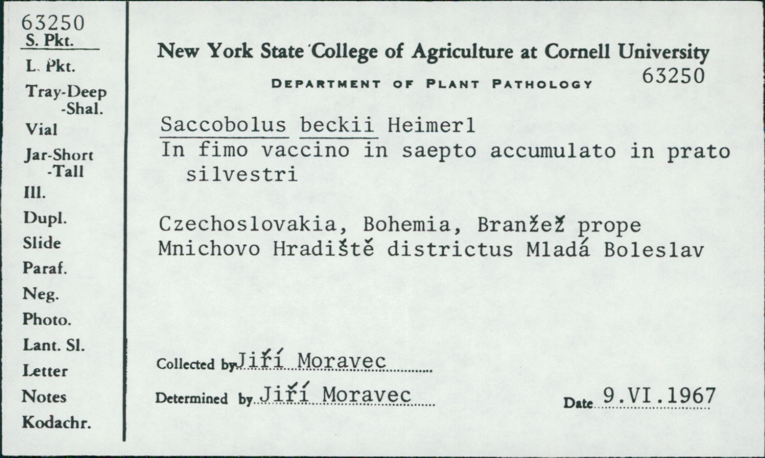 Saccobolus beckii image