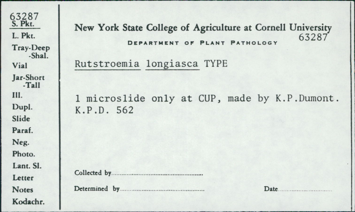 Rutstroemia longiasca image