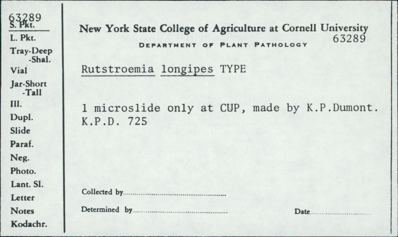 Rutstroemia longipes image