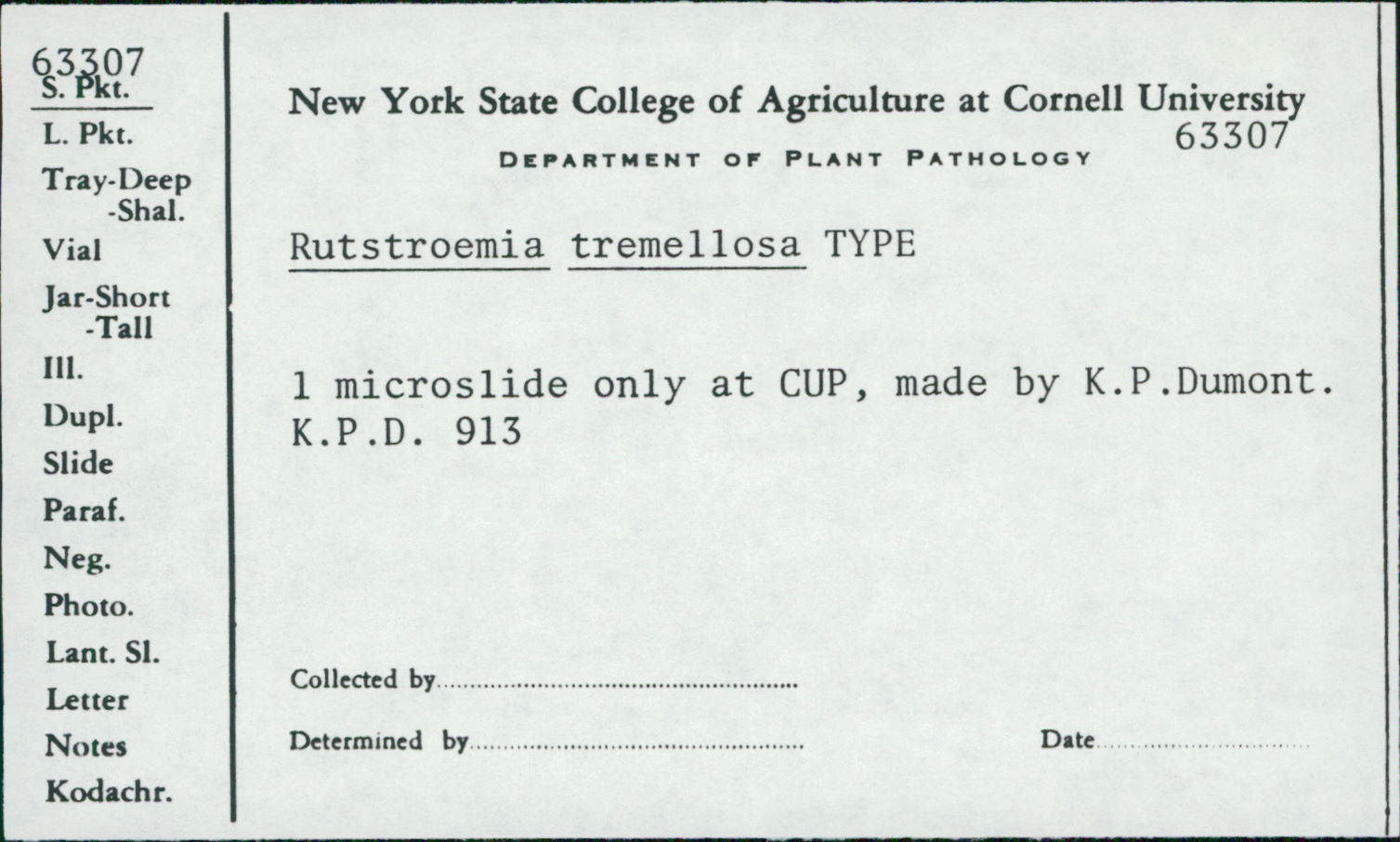 Rutstroemia tremellosa image