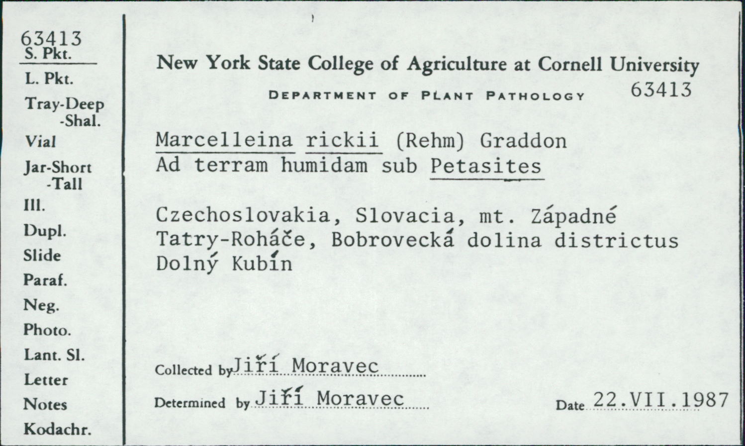Marcelleina rickii image