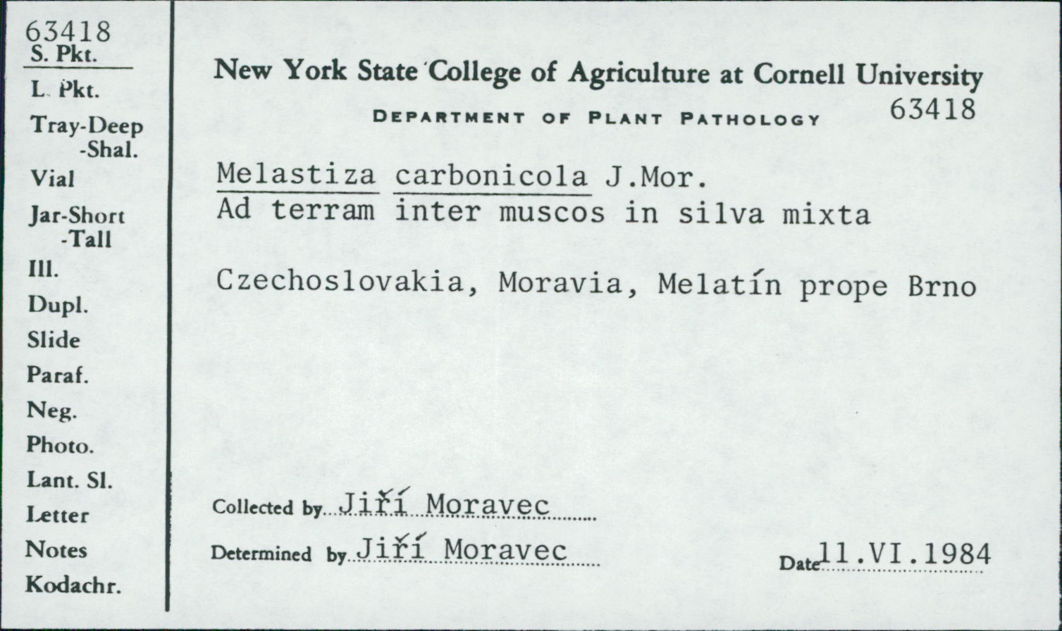 Melastiza carbonicola image