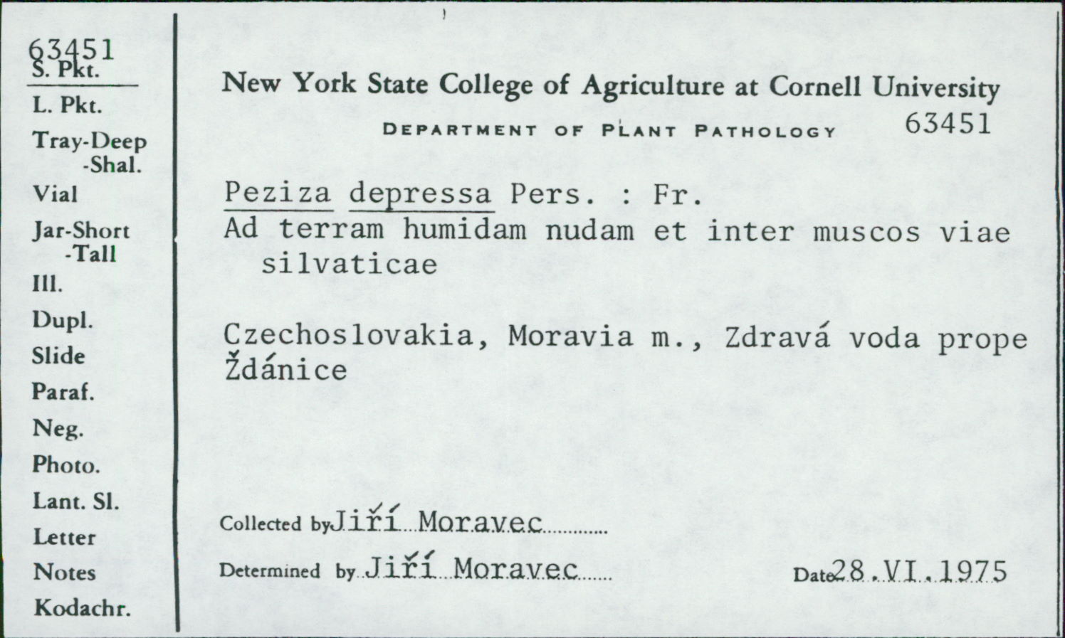 Peziza depressa image