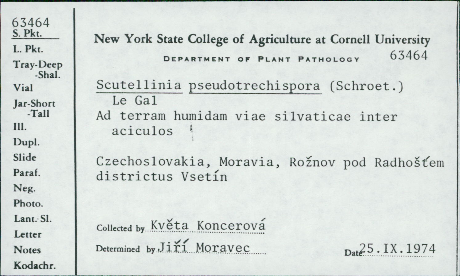 Scutellinia pseudotrechispora image