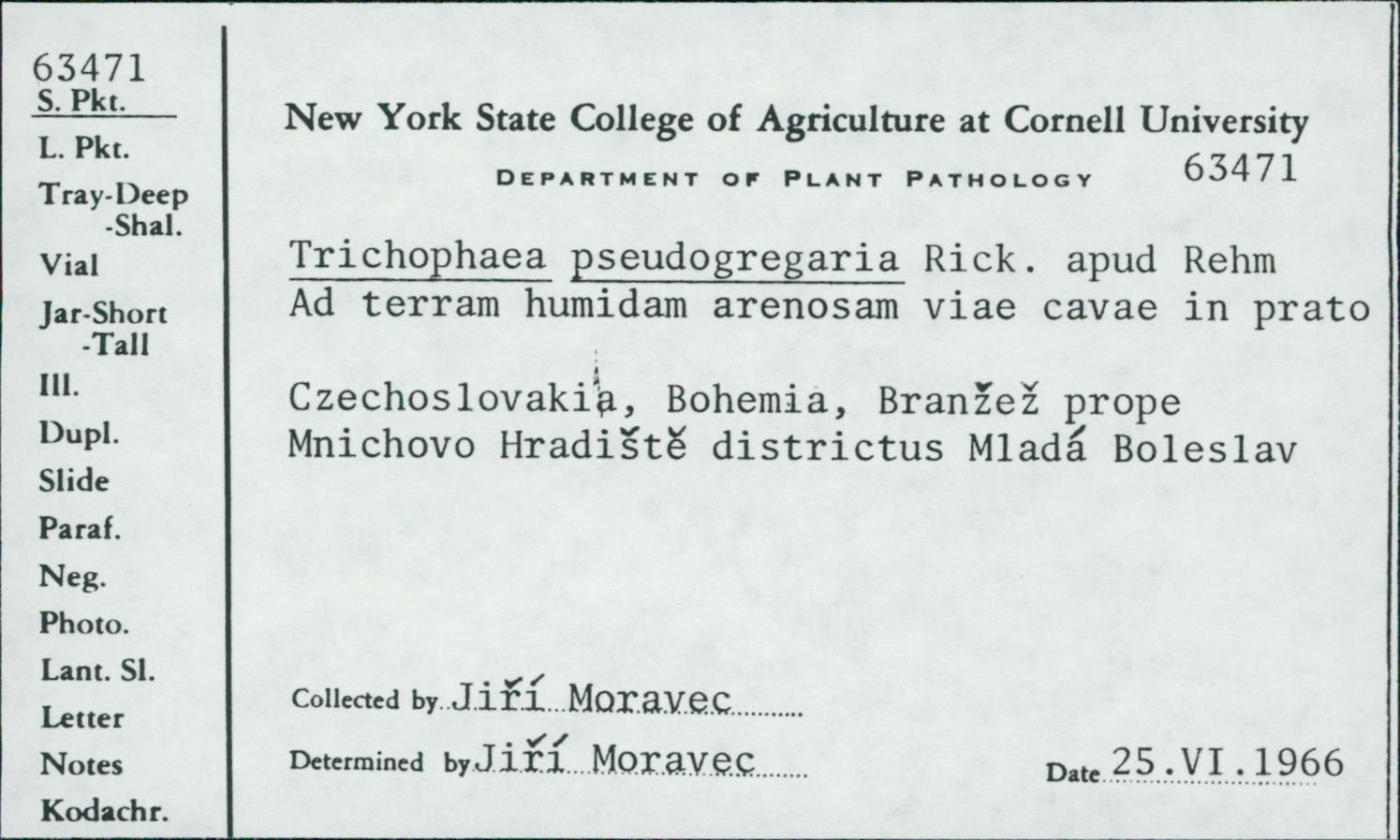 Trichophaea pseudogregaria image