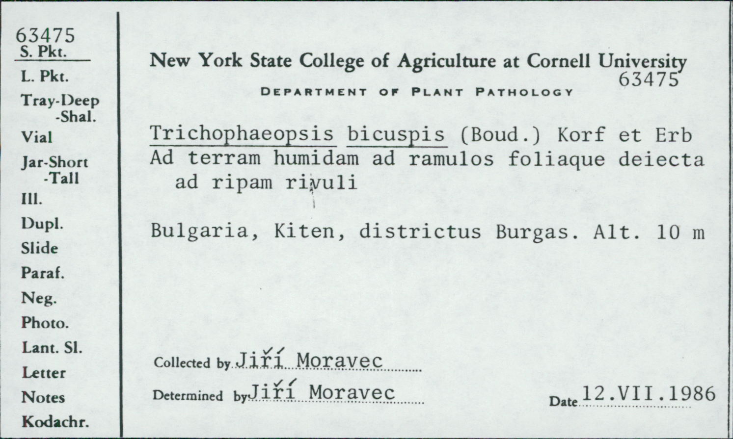 Trichophaeopsis bicuspis image