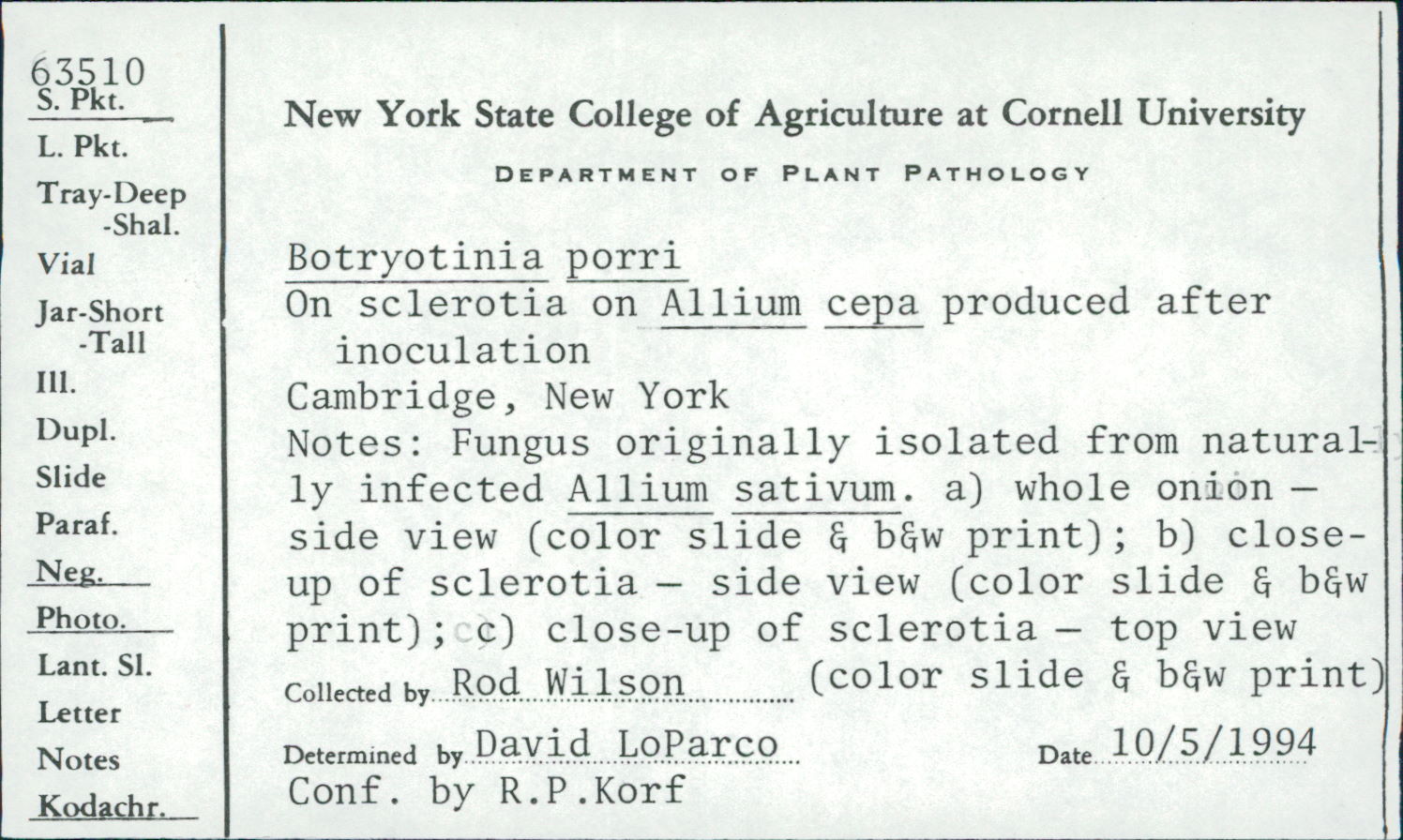 Botryotinia porri image