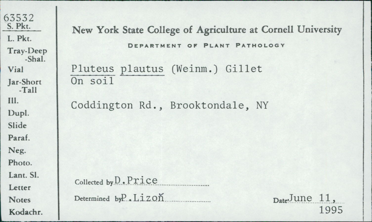 Pluteus plautus image