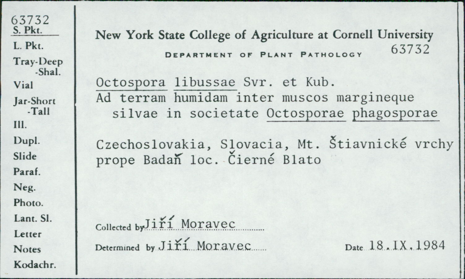 Octospora libussae image