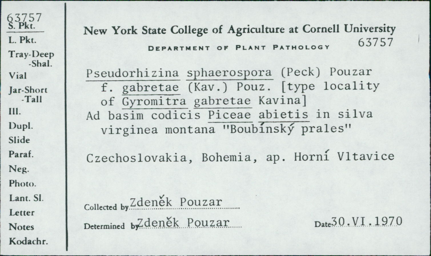 Pseudorhizina sphaerospora image