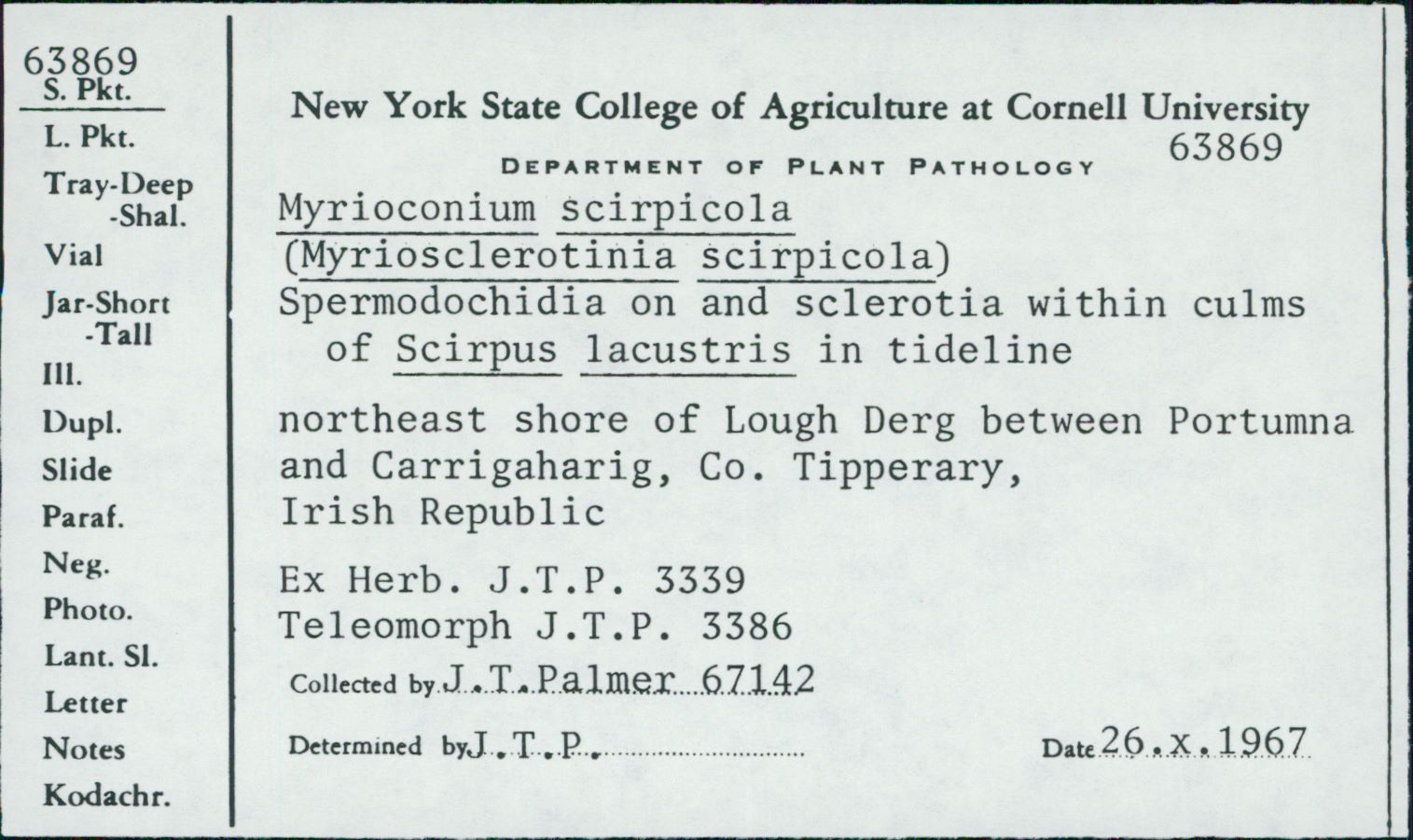Myrioconium scirpicola image