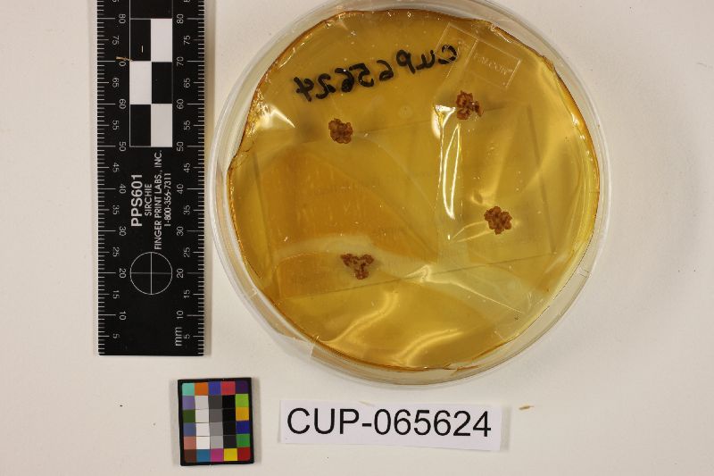 Neotyphodium aotearoae image