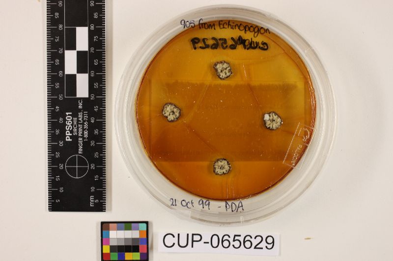 Neotyphodium aotearoae image