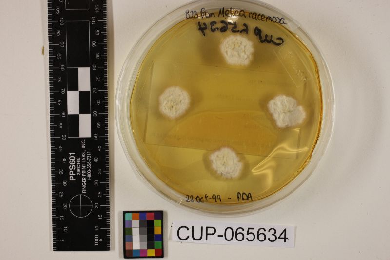 Neotyphodium melicicola image