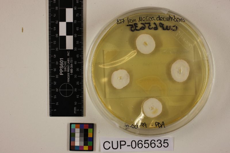 Neotyphodium melicicola image