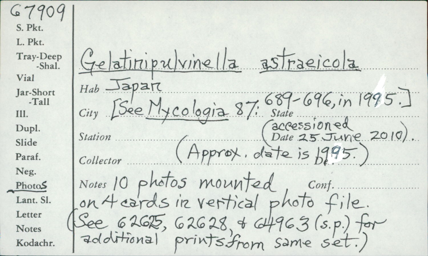 Gelatinipulvinella astraeicola image