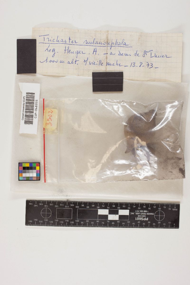 Geastrum melanocephalum image